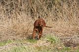 SETTER IRLANDAIS 276